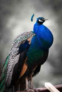 peacock-bird-colorful-blue-2.jpg