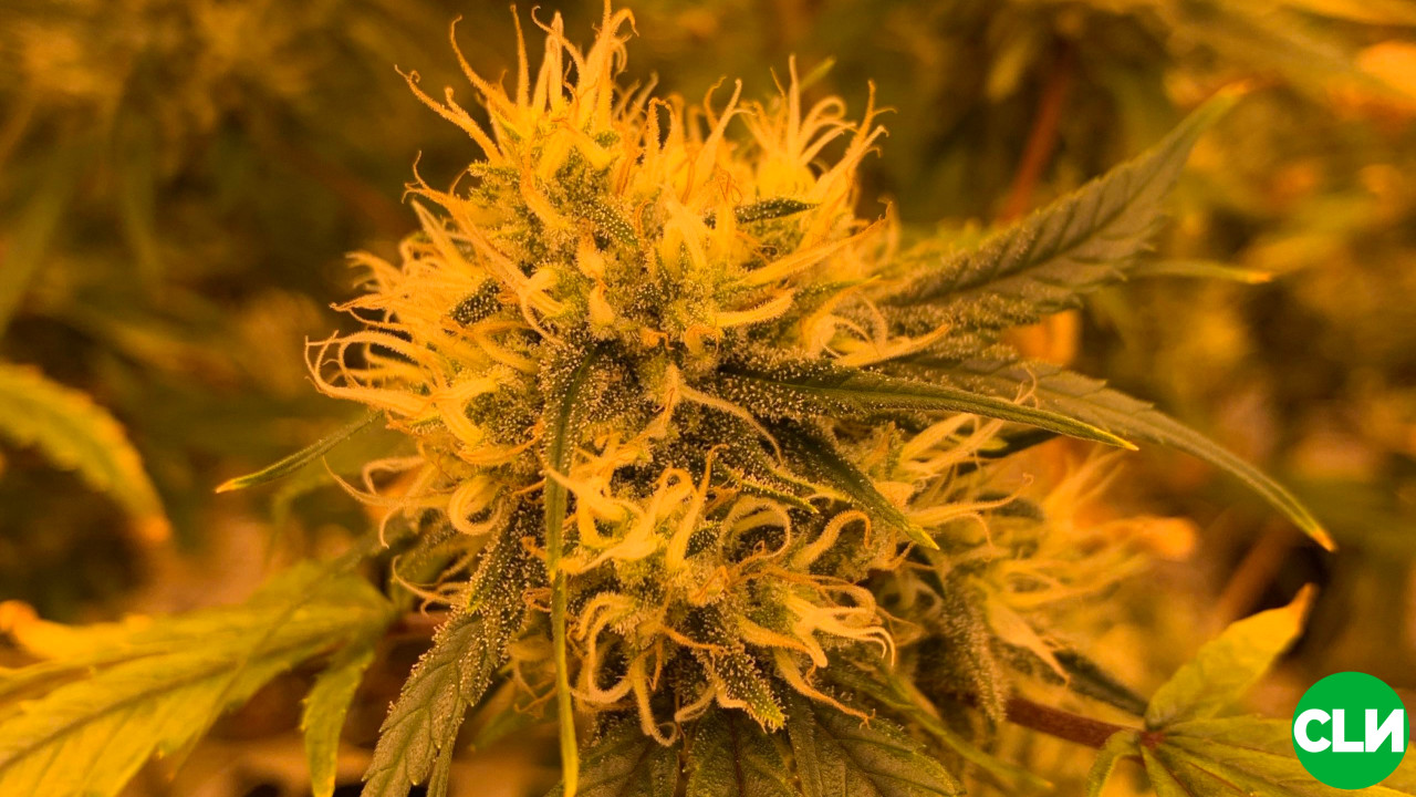 https-www-cannabisindustrylawyer-com-wp-content-uploads-2020-03-how-to-win-a-cannabis-license-jpg