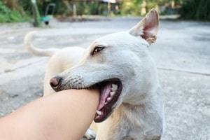 https-www-illinoisdogbiteinjurylaw-com-images-easyblog_images-620-b2ap3_thumbnail_illinois-injury-lawyer-min-1-jpg