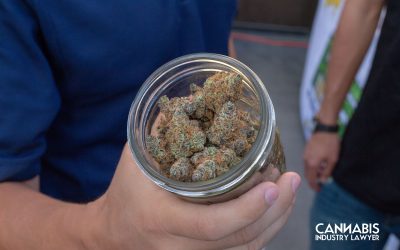 Georgia Cannabis: Trulieve sues the state over medical license